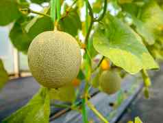新鲜的哈密瓜瓜日益增长的有机温室农场