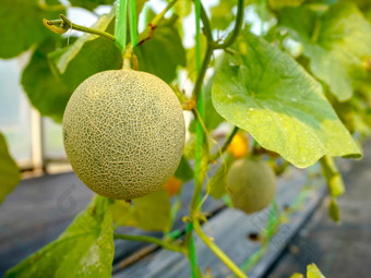 新鲜的哈密瓜瓜日益增长的有机温室农场