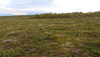 山草原北极苔原由于国家公园北部瑞典