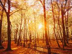 秋天森林景观日落日出