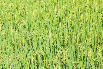 大米fieldrice场背景浅深度场