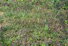 开花春天花园地毯花铒紫癜