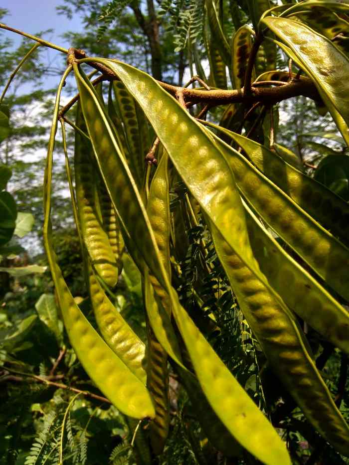银合欢植物茂盛绿色叶子自然景观