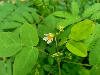 关闭绿色酢浆<strong>草</strong>barrelieri桶形的woodsorrel薰衣<strong>草</strong>酢浆<strong>草</strong>属十三酸模马<strong>龙</strong>酸模萨瓦内酢浆<strong>草</strong>巴希恩斯自然