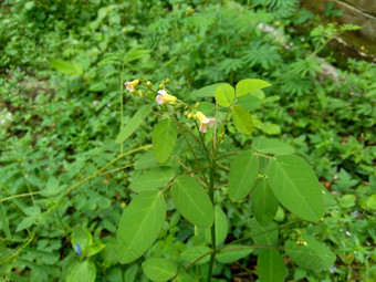 关闭绿色酢浆草barrelieri桶形的woodsorrel薰衣草酢浆草属十三酸模马龙酸模萨瓦内酢浆草巴希恩斯自然