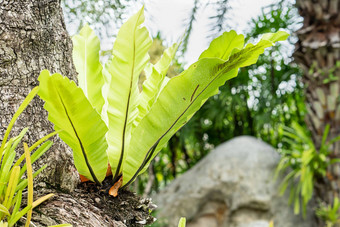 绿色叶<strong>鸟巢</strong>蕨类植物