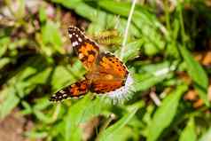 小龟甲Aglais测定了蝴蝶收集花粉花自然背景色彩斑斓的昆虫