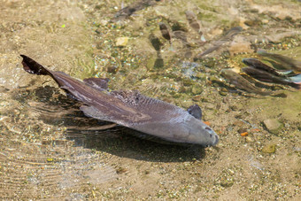 tambaquicolossoma大孔黑色的<strong>跑道</strong>black-finned<strong>跑道</strong>cachama加米塔纳淡水鱼浮点数一边低水水平喷泉goagajah寺庙大象洞穴乌布巴厘岛印尼