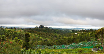 大全景视图农业字段巴图尔火山金塔马尼冬天多雨的多云的季节巴厘岛印尼
