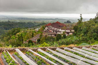 全景视图<strong>建筑</strong>村农业大米字段山种植园草莓冬天多云<strong>的</strong>多雨<strong>的</strong>季节<strong>巴厘岛</strong>岛印尼