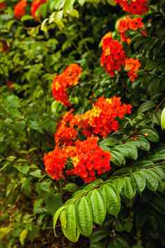 自然背景盛开的红色的热带花湿植物叶子水滴雨马来西亚