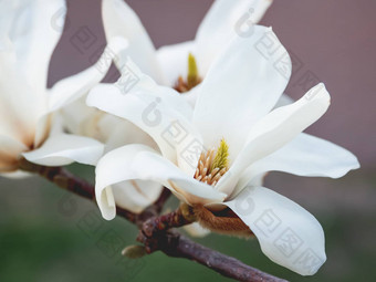 盛开的木兰自然<strong>春天背景</strong>大美丽的白色花
