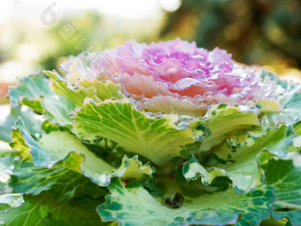 芸苔属植物oleracea都是acephala关闭<strong>照片装饰</strong>植物早....露水滴