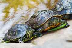 池塘滑块Trachemys只有文字常见的中等大小的两栖乌龟红耳海龟泰国