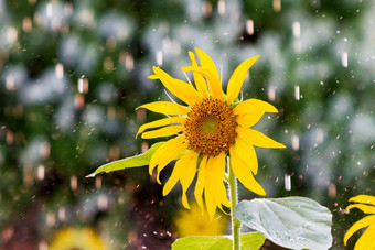 向日葵<strong>雨</strong>自然夏天背景明亮的黄色的花<strong>雨</strong>滴