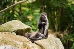 celebes冠毛犬短尾猿猴子。黑质冠毛犬黑色的短尾猿苏拉威西岛冠毛犬短尾猿黑色的猿猴子昆虫皮毛新加坡