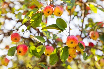 红色的苹果苹果树分支早期秋天收获自然农村背景水果树阳光明媚的一天苹果完整的维生素好饮食营养健康的餐