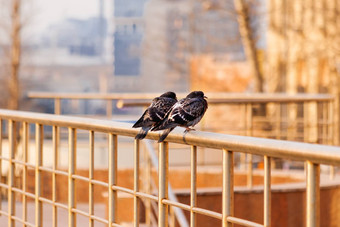 一对鸽子坐着栏杆鸽子莫斯科城市景观背景