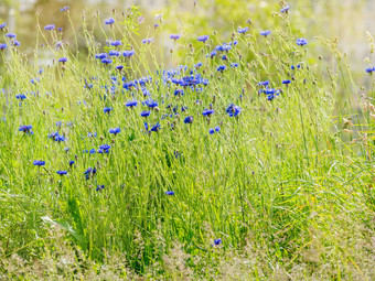 自然夏天背景盛开的蓝色的矢车菊属紫绀矢车菊学士按钮俄罗斯