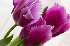 紫色的郁金香白色温柔的背景关闭