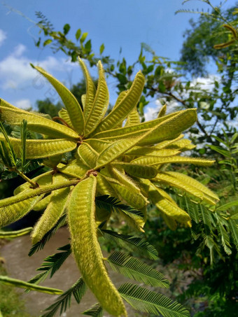 含羞草皮格拉自然背景含羞草皮格拉一般巨大的敏感的树皮格拉懒惰的慢物种属含羞草家庭<strong>蚕</strong>豆科