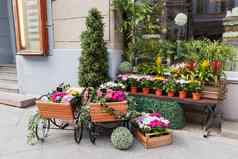 盆栽花展示花商店春天出售绣球花仙客来菊花莫斯科俄罗斯
