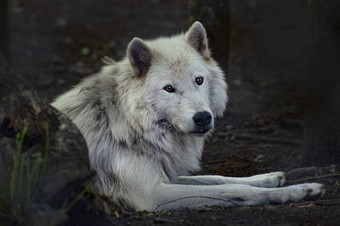 北极狼自然