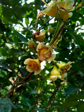 伊济吉铵水水玫瑰苹果水苹果贝尔水果花自然<strong>背景</strong>水果温和的略甜蜜的味道类似的苹果脆<strong>水纹</strong>理