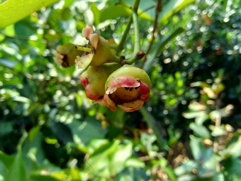 伊济吉铵水水玫瑰<strong>苹果</strong>水<strong>苹果</strong>贝尔水果花自然背景水果温和的略甜蜜的味道类似的<strong>苹果</strong>脆水纹理