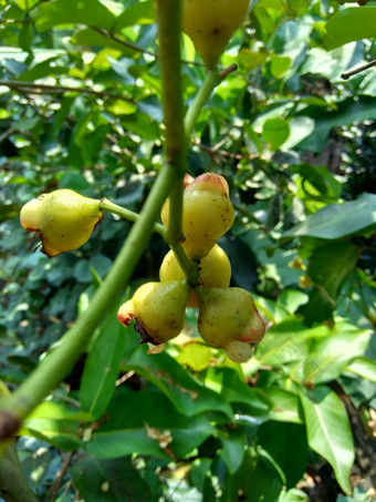 伊济吉铵水水玫瑰<strong>苹果</strong>水<strong>苹果</strong>贝尔水果花自然背景水果温和的略甜蜜的味道类似的<strong>苹果</strong>脆水纹理