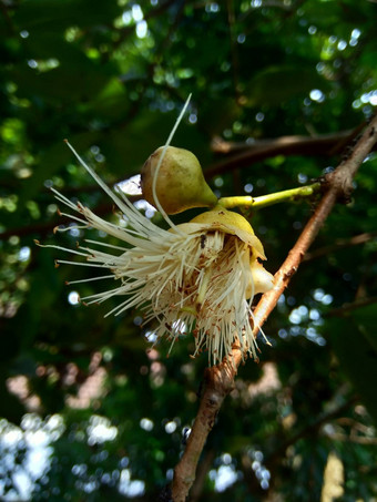 伊济吉铵水水玫瑰<strong>苹果</strong>水<strong>苹果</strong>贝尔水果花自然背景水果温和的略甜蜜的味道类似的<strong>苹果</strong>脆水纹理