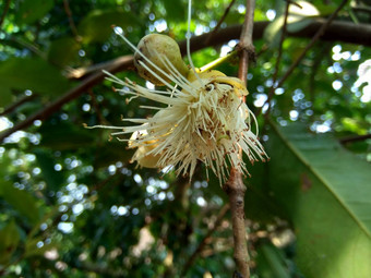 伊济吉铵水水玫瑰<strong>苹果</strong>水<strong>苹果</strong>贝尔水果花自然背景水果温和的略甜蜜的味道类似的<strong>苹果</strong>脆水纹理