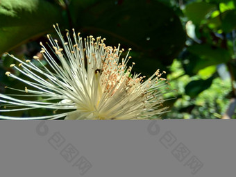 伊济吉铵水水玫瑰苹果水苹果贝尔水果花自然背景水果温和的略甜蜜的味道类似的苹果脆水纹理