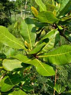 腰果树anacardium西方自然背景