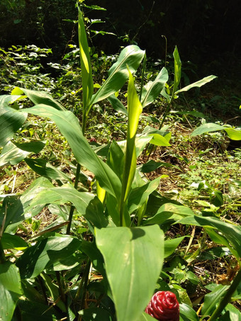 苦姜生姜泽伦贝特洗发水姜松果姜阵雨lempuyang物种植物姜家庭食物调味料开胃菜美食