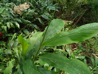 苦姜生姜泽伦贝特洗发水姜松果姜阵雨lempuyang物种植物姜家庭食物调味料开胃菜美食