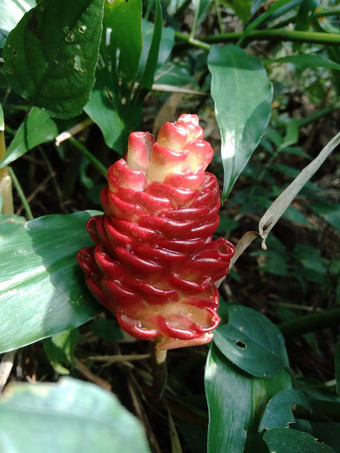 苦姜生姜泽伦贝特洗发水姜松果姜阵雨lempuyang物种植物姜家庭食物调味料开胃菜美食