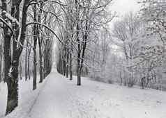 大道冬天树覆盖雪城市公园