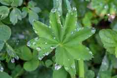 露水叶发芽绿色植物区系背景