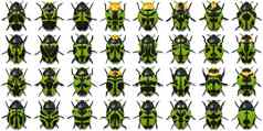 孤立的甲虫集合背景错误野生动物表面宏特写镜头插图呈现