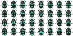 孤立的甲虫集合背景错误野生动物表面宏特写镜头插图呈现