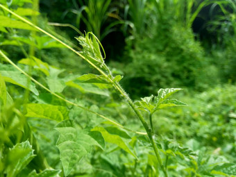 Momordicacharantia苦瓜苦苹果苦葫芦卡雷拉苦南瓜香脂梨似乎自然背景热带亚热带他来了家庭葫芦科