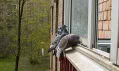 鸽子啄种子窗口