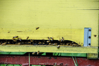 蜜蜂条目蜂巢