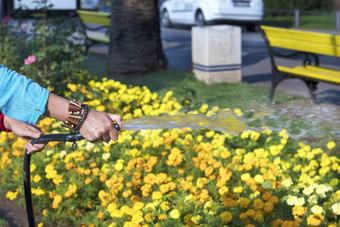 女人浇水黄色的花城市花圃