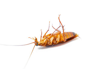 死蟑螂白色背景概念问题房子蟑螂生活厨房害虫控制有毒的喷雾杀了蟑螂首页前视图