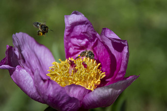 蜜蜂飞紫色的郁金香