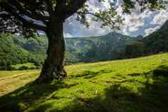 公园naturel区域的就d auvergne