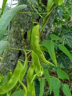 扁豆紫芩博纳维斯特(2008年)白簡單扁豆豆自然背景扁豆紫芩物种豆家庭蚕豆科