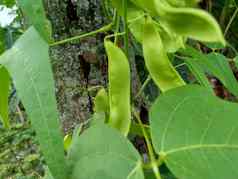 扁豆紫芩博纳维斯特(2008年)白簡單扁豆豆自然背景扁豆紫芩物种豆家庭蚕豆科